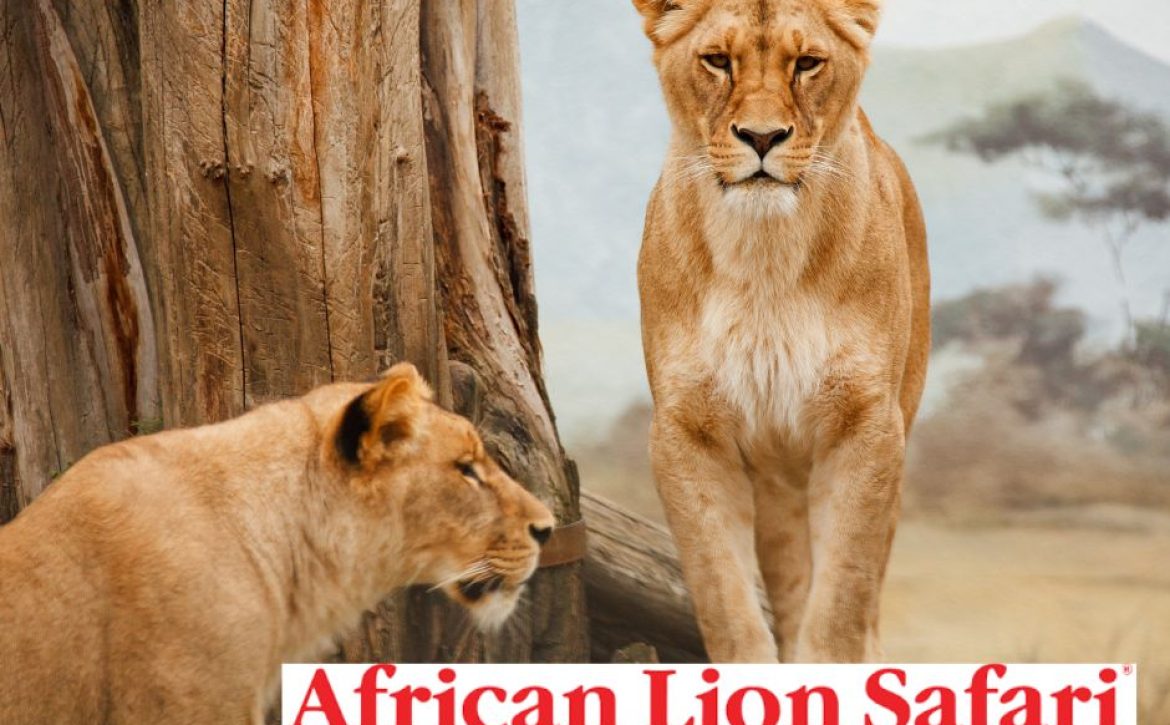 african lion safari