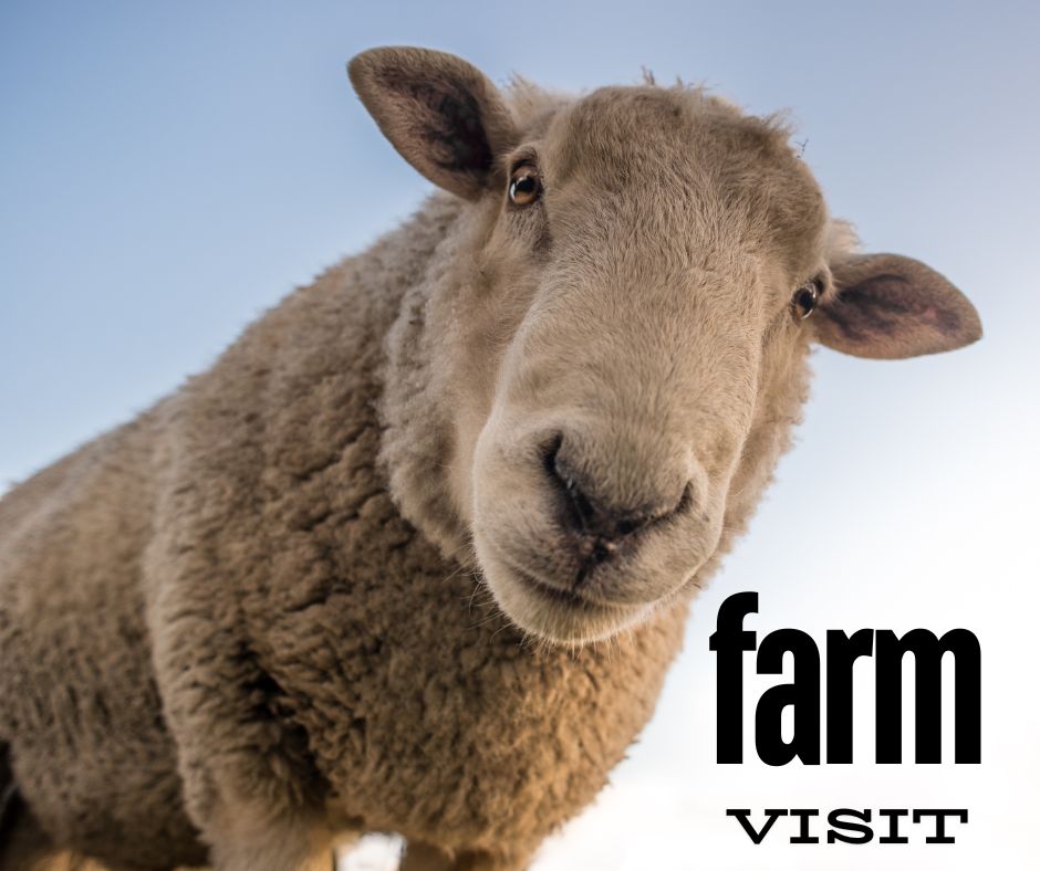farm tour sheep