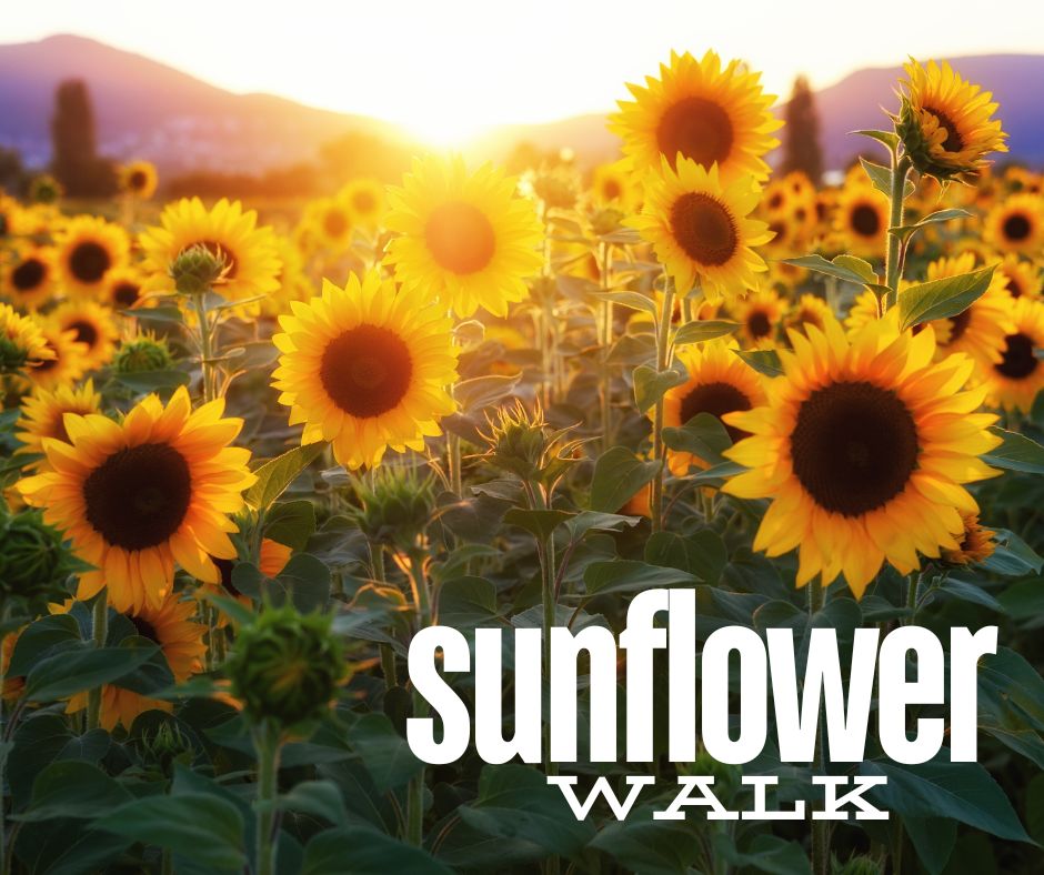 sunflower walk