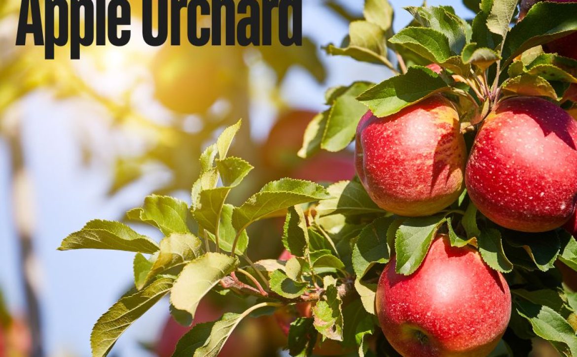 apple orchard