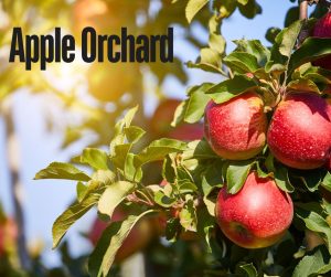 apple orchard